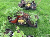 6 Pots of Black Raspberries