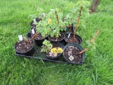 6 Pots of Black Raspberries