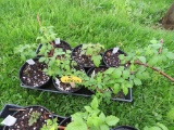 6 Pots of Black Raspberries