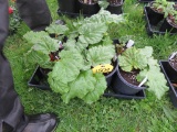 6 Pots of Rhubarb