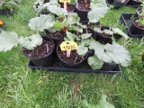 6 Pots of Rhubarb