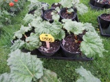 6 Pots of Rhubarb