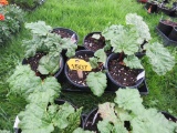 6 Pots of Rhubarb