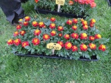 Flat of Marigold