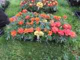 Flat of Marigold