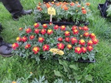 Flat of Marigold