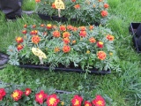 Flat of Marigold