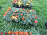 Flat of Marigold