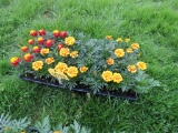 Flat of Marigold