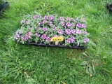 Flat of Verbena