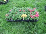 Flat of Verbena