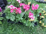 5 Pots of Geranium