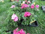 5 Pots of Geranium