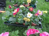 8 Pots of Dahlia