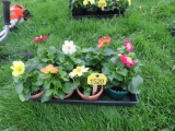 8 Pots of Dahlia