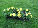 7 Pots of Dahlia