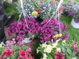 2 Petunia Hanging Baskets