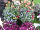 2 Mixed Flower Hanging Baskets