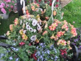 2 Petunia Hanging Baskets