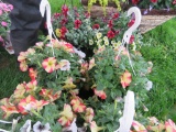 2 Petunia Hanging Baskets