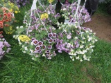 2 Calibrachoa Hanging Baskets