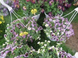 2 Calibrachoa Hanging Baskets