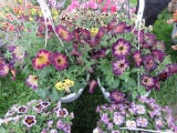 2 Petunia Hanging Baskets