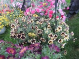 2 Petunia Hanging Baskets