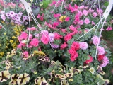 2 Petunia Hanging Baskets