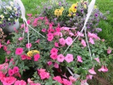 2 Petunia Hanging Baskets
