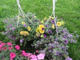 2 Mixed Flower Hanging Baskets