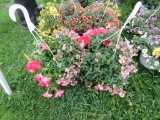 2 Mixed Flower Hanging Baskets