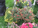 2 Calibrachoa Hanging Baskets