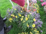 2 Mixed Flower Hanging Baskets