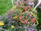 2 Calibrachoa Hanging Baskets