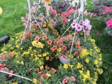 2 Calibrachoa Hanging Baskets