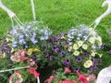 2 Mixed Flower Hanging Baskets