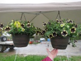 2 Petunia Hanging Baskets