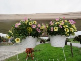 2 Petchoa Hanging Baskets