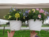 2 Mixed Flower Hanging Baskets