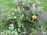 2 Pots of Mixed Herbs
