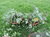2 Pots of Mixed Herbs