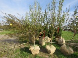Burgundy Maple Tree