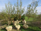Burgundy Maple Tree
