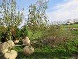 Burgundy Maple Tree