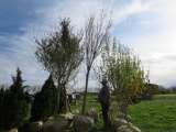 Green Vase Zelkova