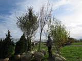 Green Vase Zelkova