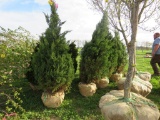 4 Blue Point Shrub