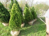 4 Shrubs