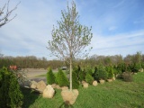 Red Maple Tree